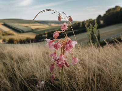 Comment identifier une teinture végétale traditionnelle (garance, pastel) et où cueillir ou acheter les plantes en Bourgogne